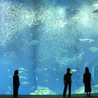 อควาเวิลด์ โออาไร