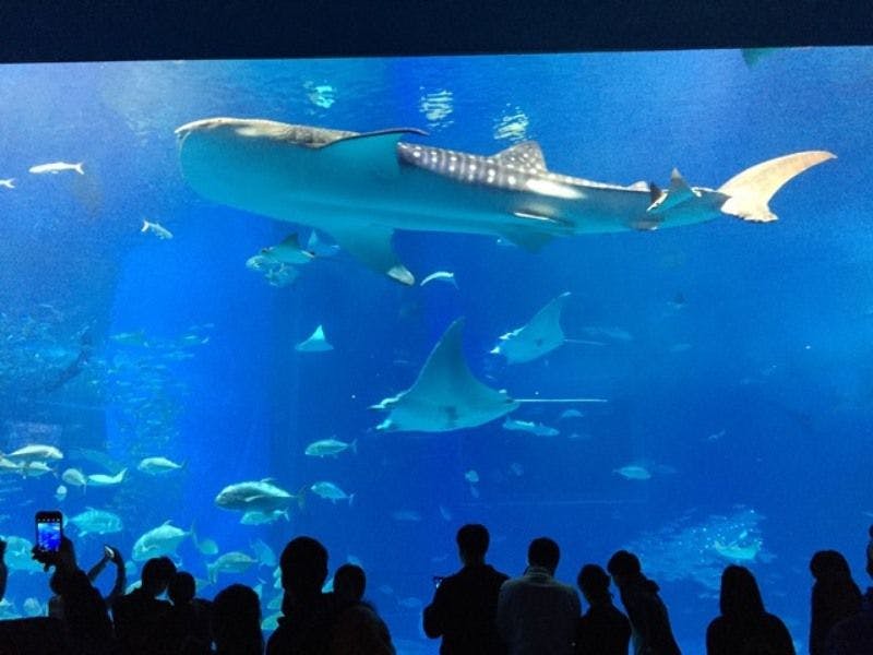 츄라우미 수족관