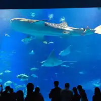 츄라우미 수족관