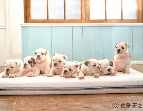 わんちゃんエアウィーヴイメージ