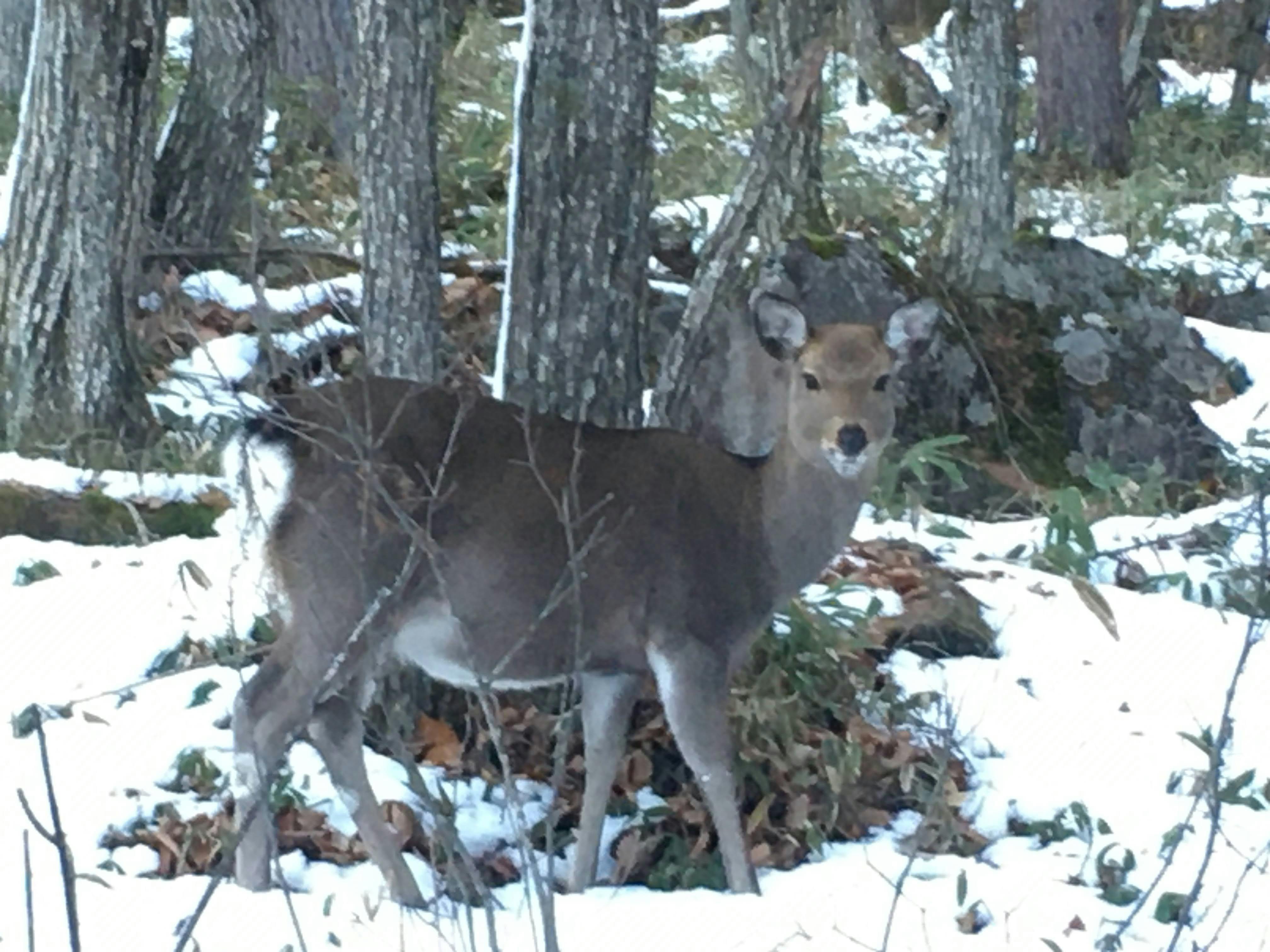 กวางป่า