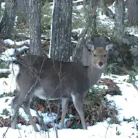 กวางป่า