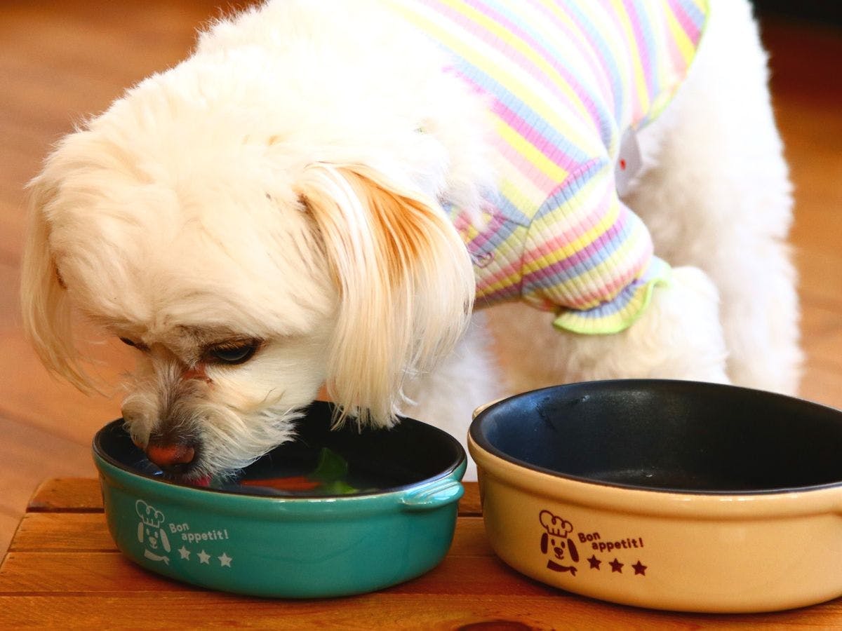 Hot Spring Inn for Relaxing with Pets - FukuFuku
