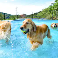 강아지 수영장