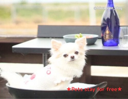 ペット宿泊無料