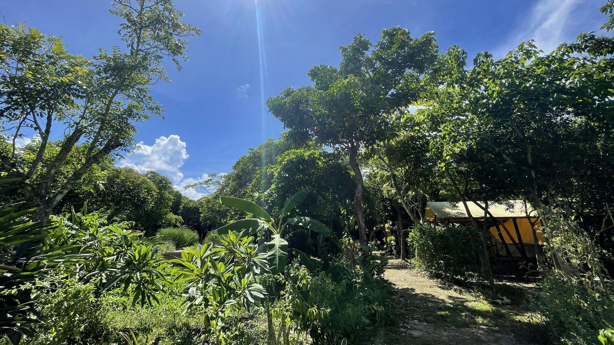 RAINBOW FOREST