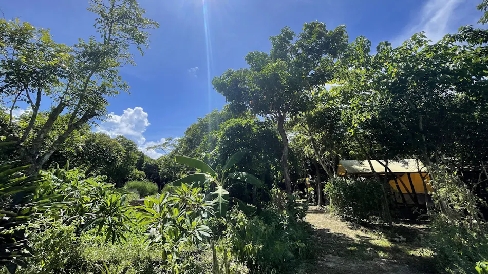 RAINBOW FOREST