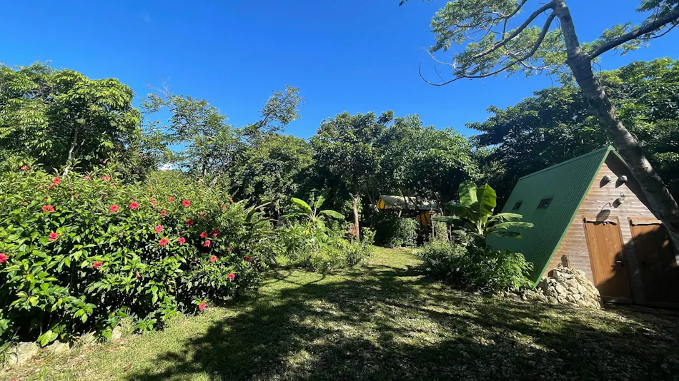 RAINBOW FOREST