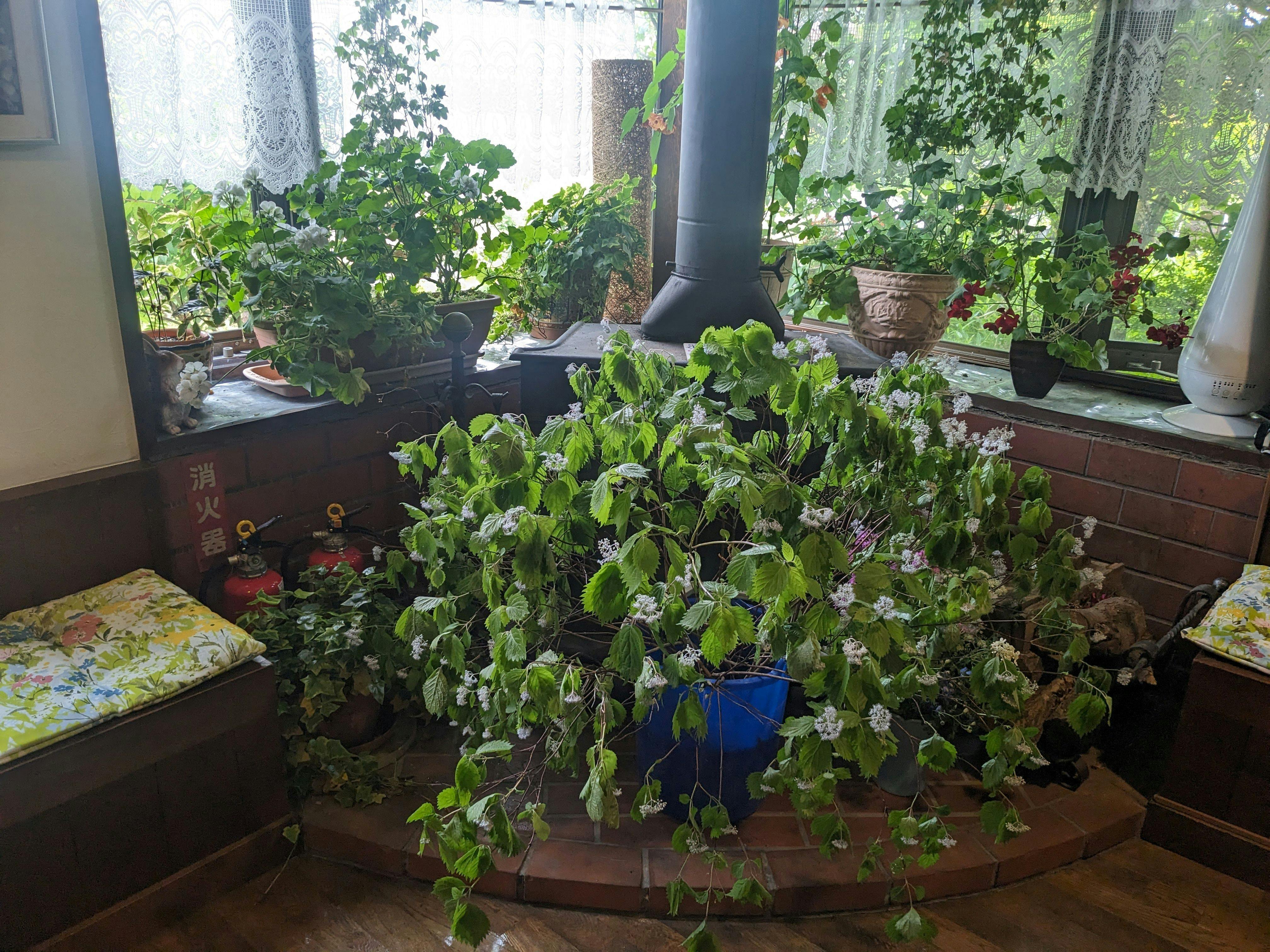 เลานจ์ไฮเดรนเยียภูเขา