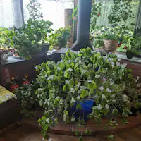 เลานจ์ไฮเดรนเยียภูเขา