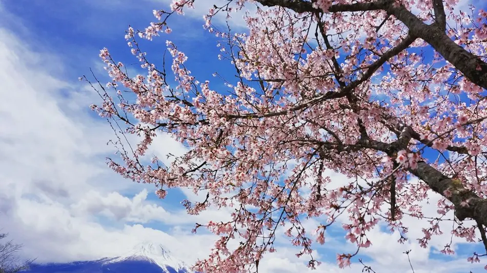 Zekkei Fuji no Yado Rokumeikan HILLS Yamanakako