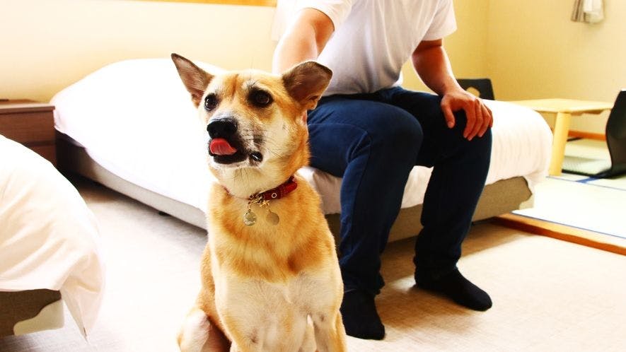 Pet Inn Koropokkuru