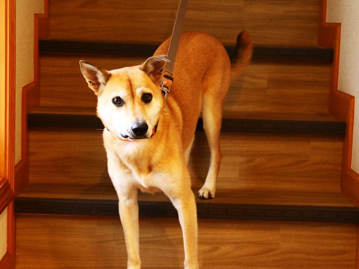 Pet Inn Koropokkuru
