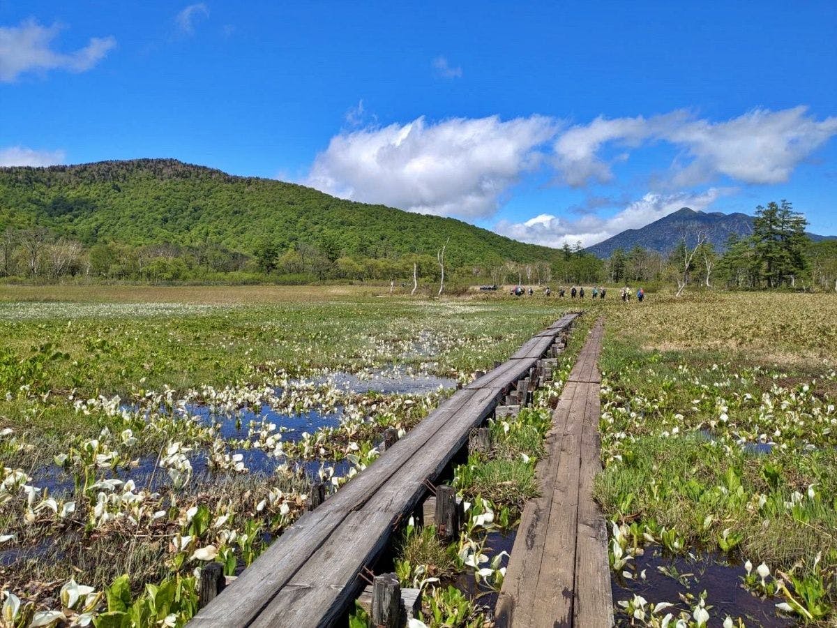 ที่ราบโอเซะ ดอกบัวน้ำกำลังบานสะพรั่ง