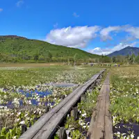 ที่ราบโอเซะ ดอกบัวน้ำกำลังบานสะพรั่ง