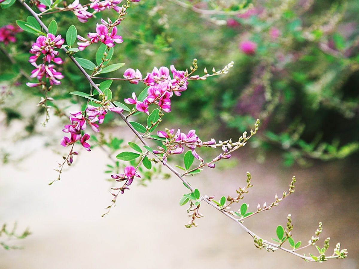 *【สวนฮากิ】