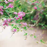 *【สวนฮากิ】