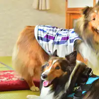 เชิญเข้าพักพร้อมกับสัตว์เลี้ยงแสนน่ารักของคุณ