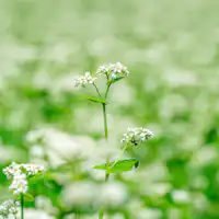 เรายังปลูกแป้งบัควีทเองด้วย