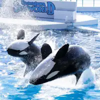 ห้ามพลาด! โชว์วาฬเพชฌฆาตสุดตระการตา