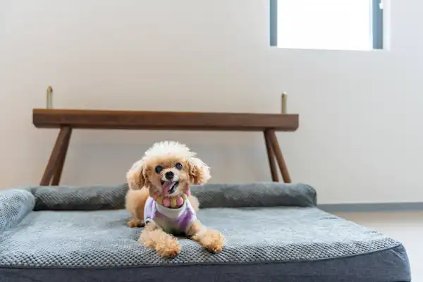 반려견 동반 가능한 트레일러 코티지