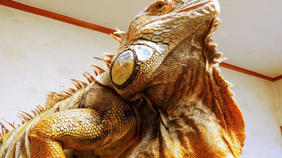 Pension Iguana no Mori