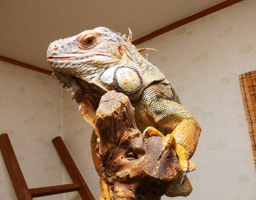 #イグアナ
