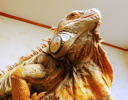 #イグアナ