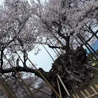 ซากุระจินได