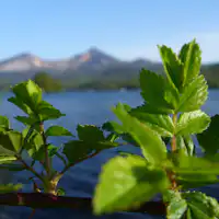 【Musim Panas】Gunung Bandai yang terlihat dari Danau Hibara sungguh istimewa♪