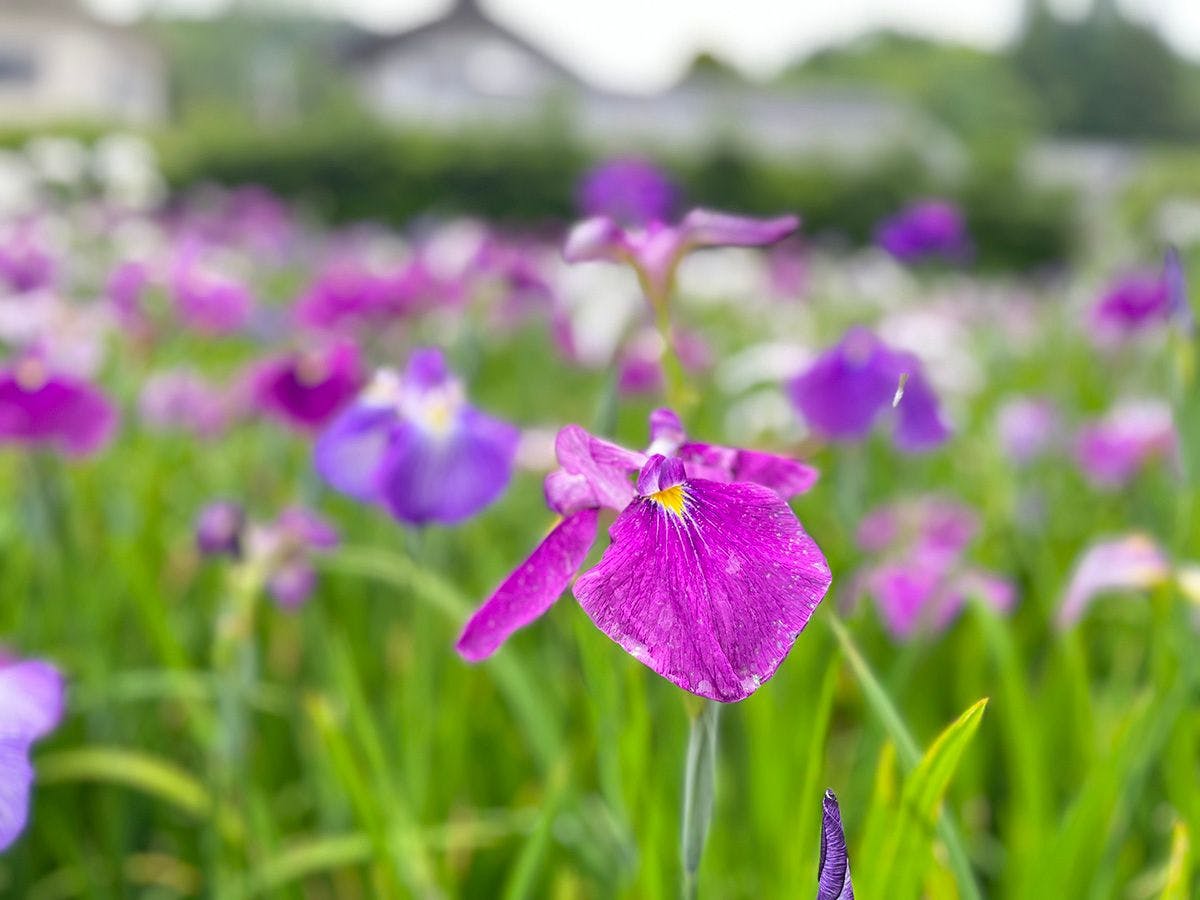 【สวนไอริส, ประมาณ 20 นาทีโดยรถยนต์】