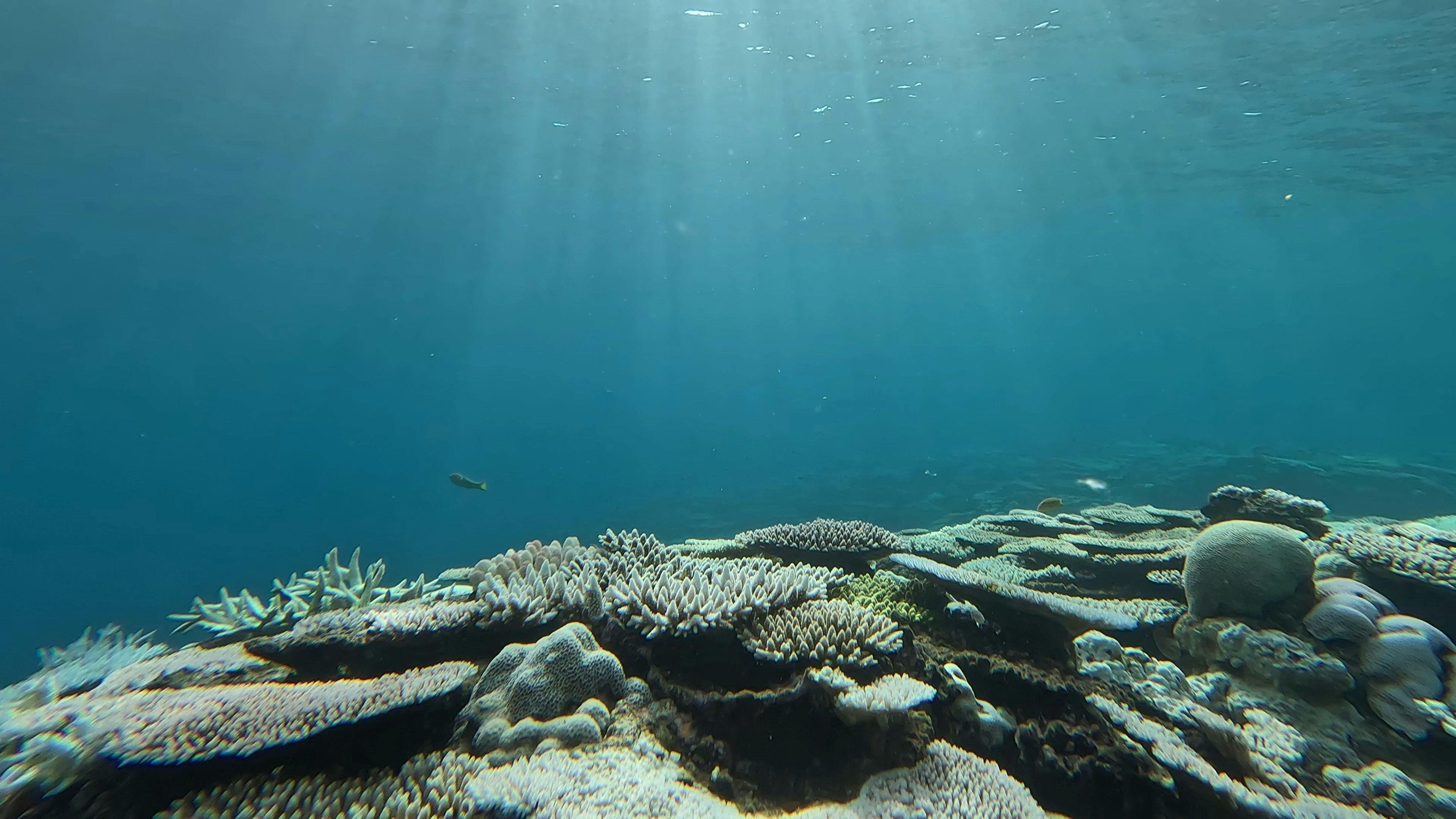 จาก Kouri Island SUP & Snorkeling