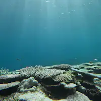 จาก Kouri Island SUP & Snorkeling