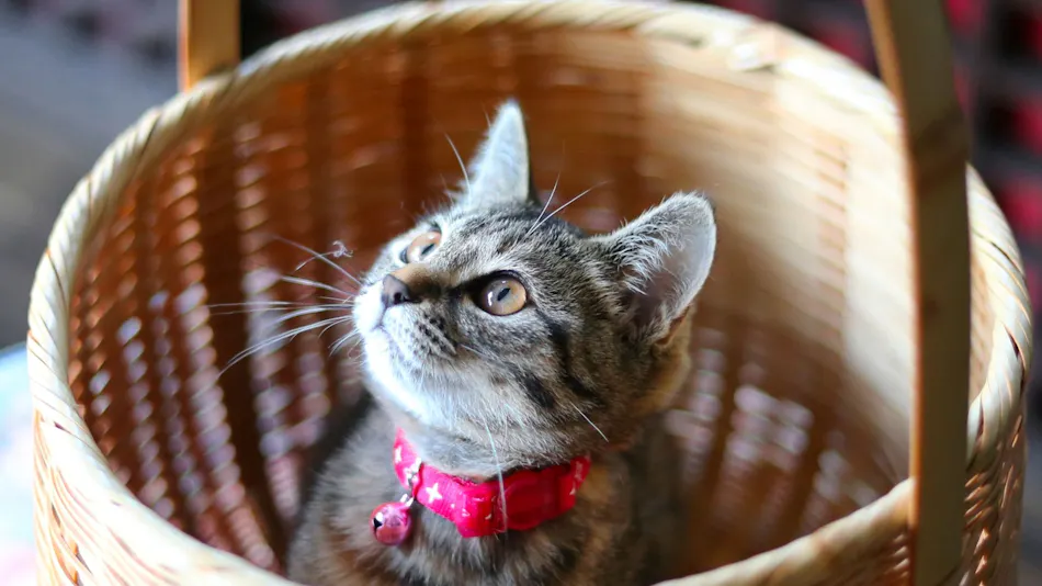 Onsen and Cat Inn Kannawa Yunoka