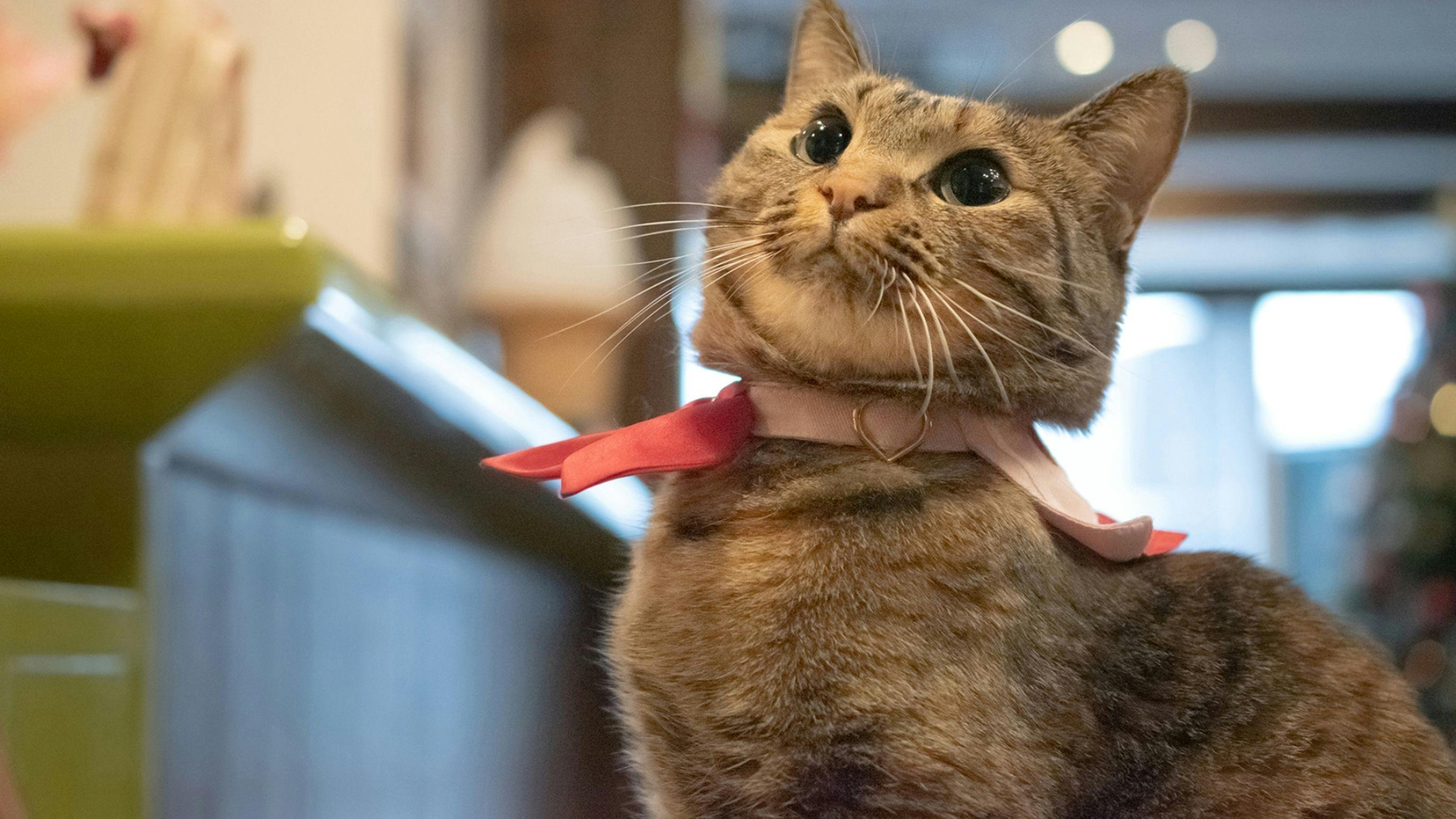 Onsen and Cat Inn Kannawa Yunoka