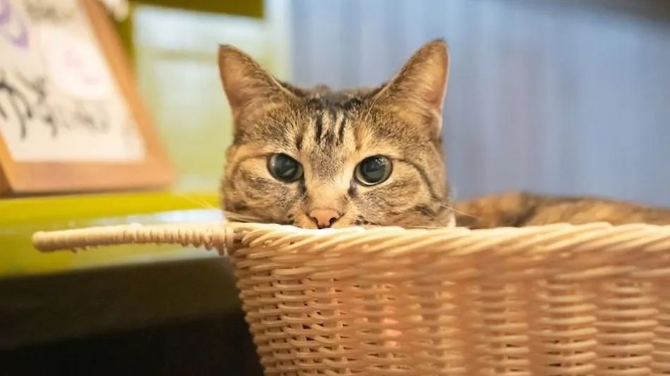 Onsen and Cat Inn Kannawa Yunoka