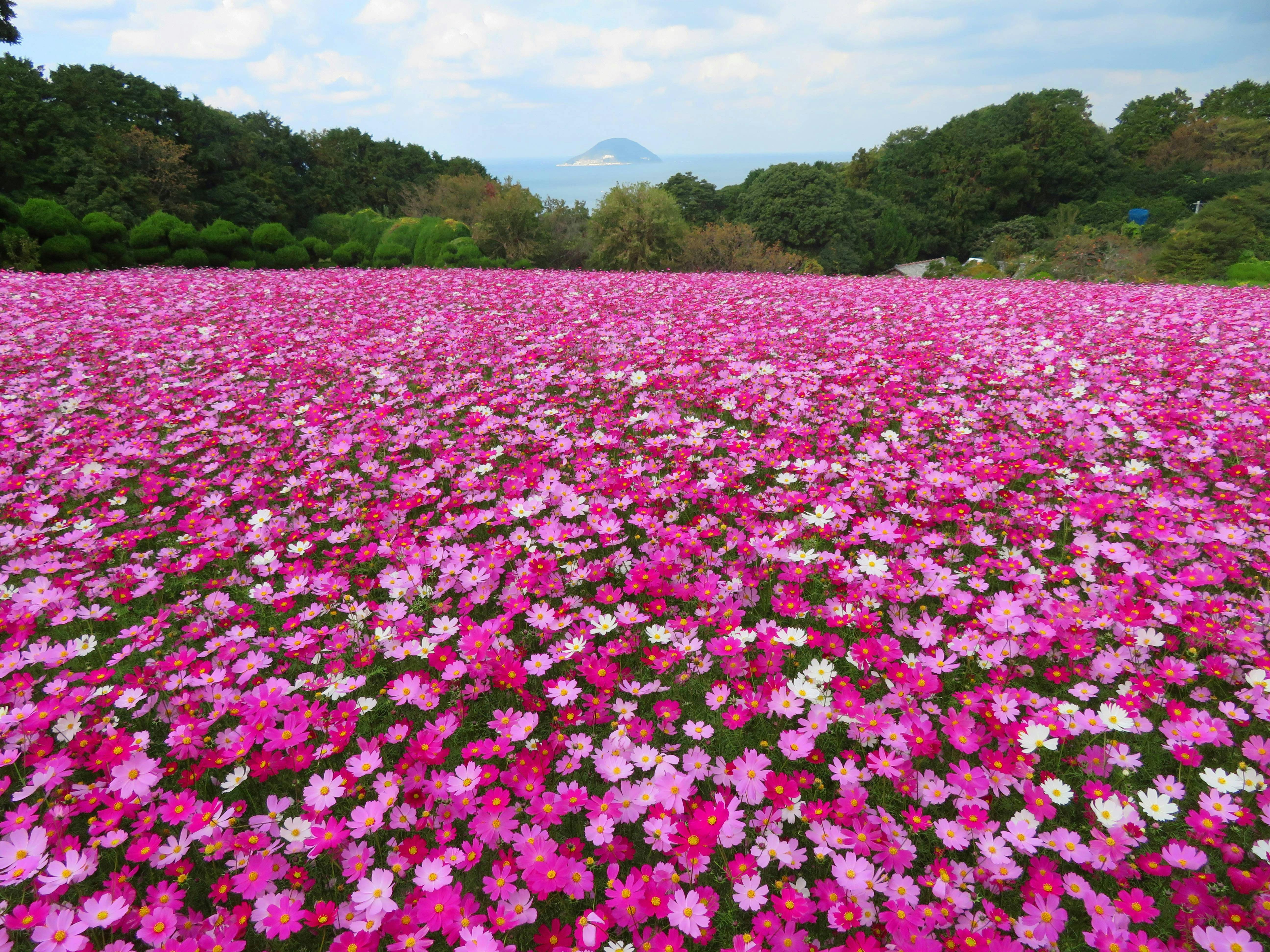คอสมอสบานช้า