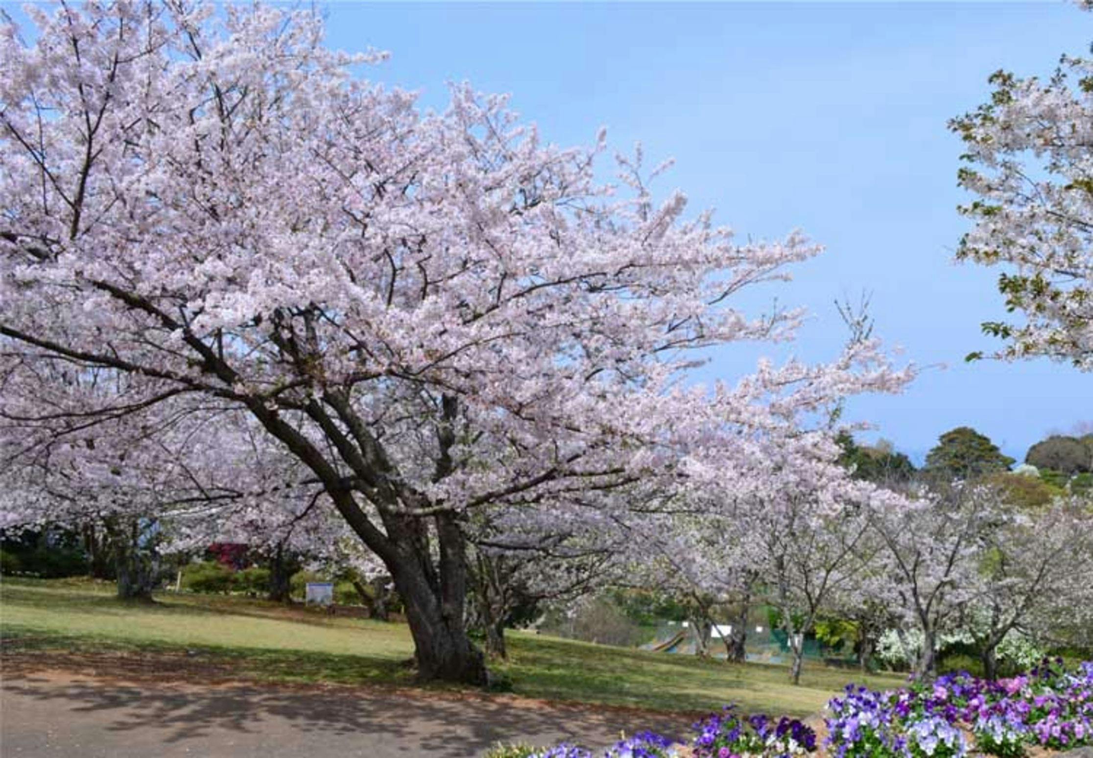 Nokonoshima Island Park Villa Sakimori