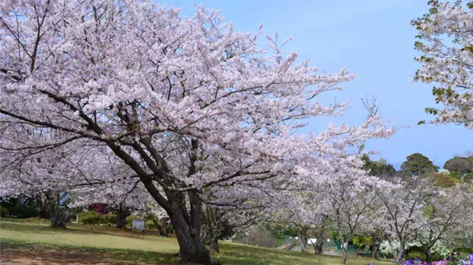 Nokonoshima Island Park Villa Sakimori
