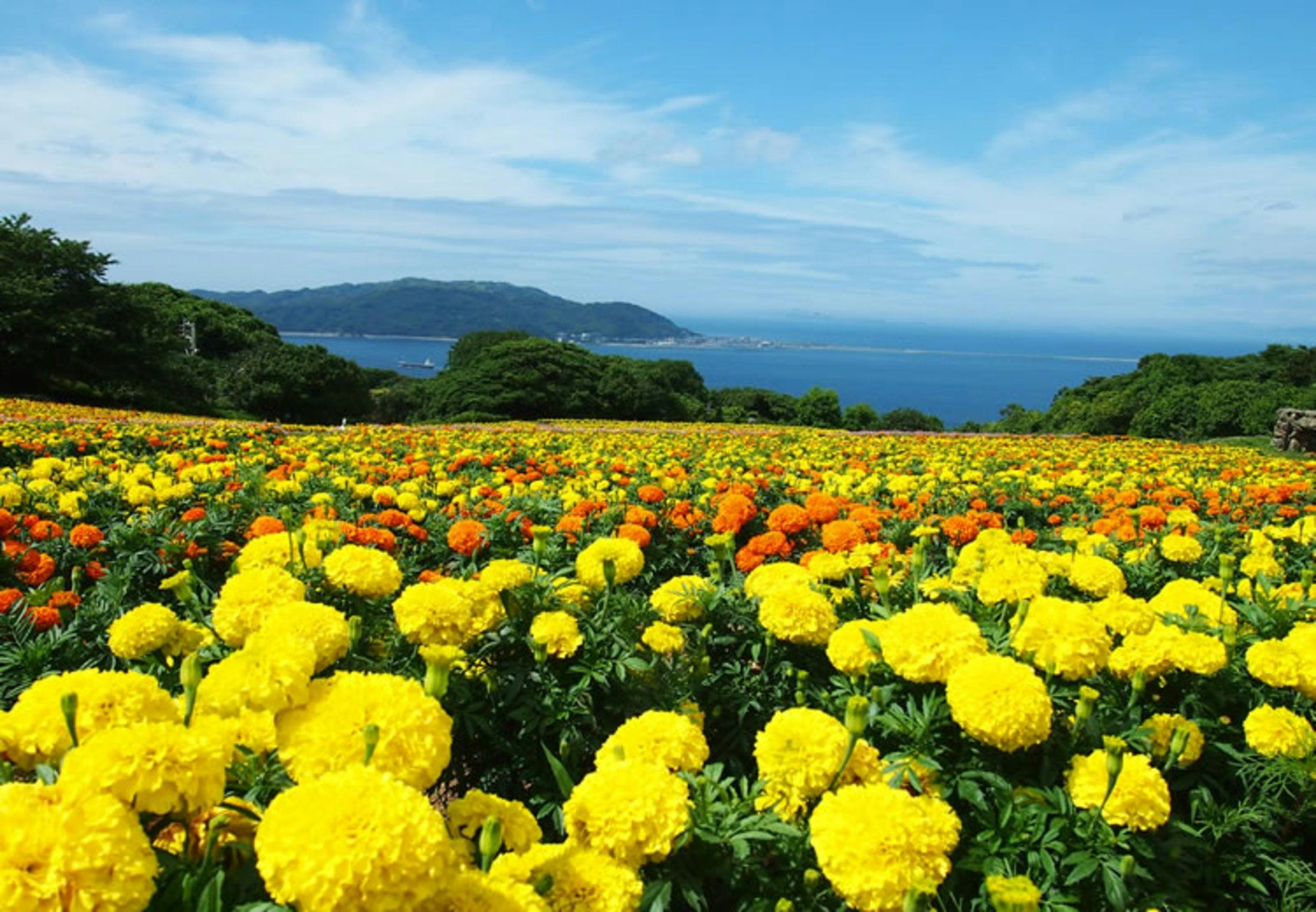 Nokonoshima Island Park Villa Sakimori