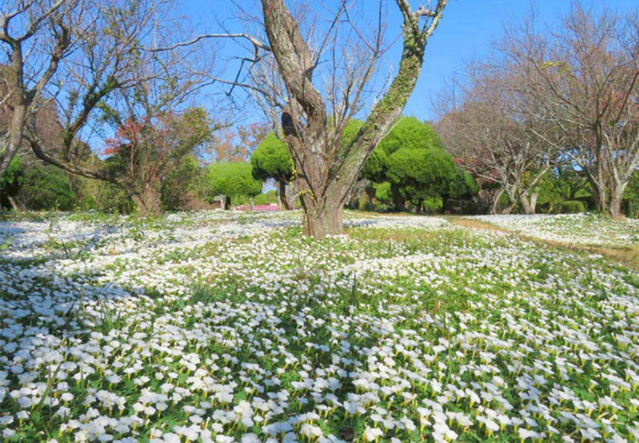 Nokonoshima Island Park Villa Sakimori