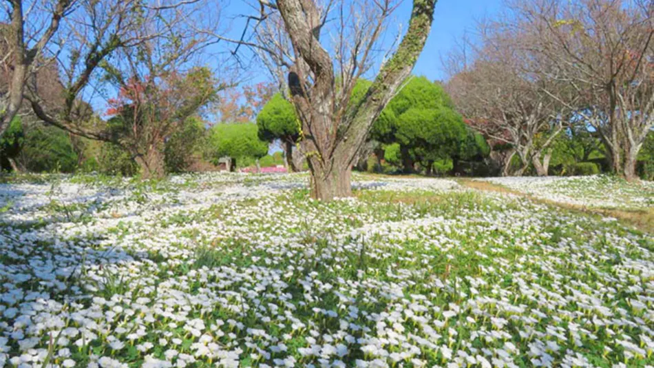 Nokonoshima Island Park Villa Sakimori