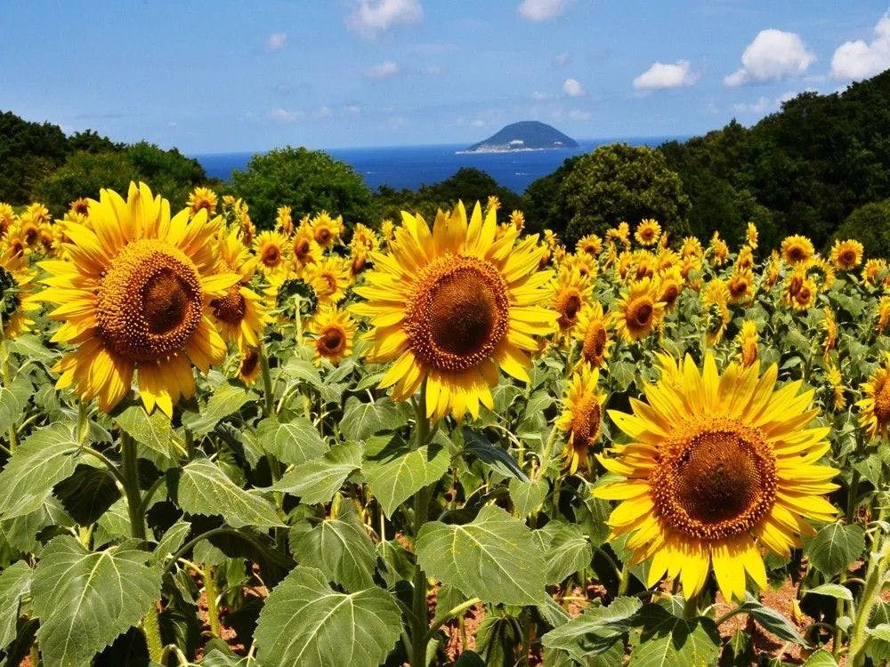 Nokonoshima Island Park Villa Sakimori