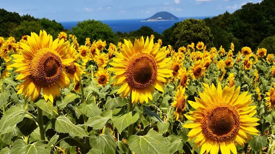 Nokonoshima Island Park Villa Sakimori