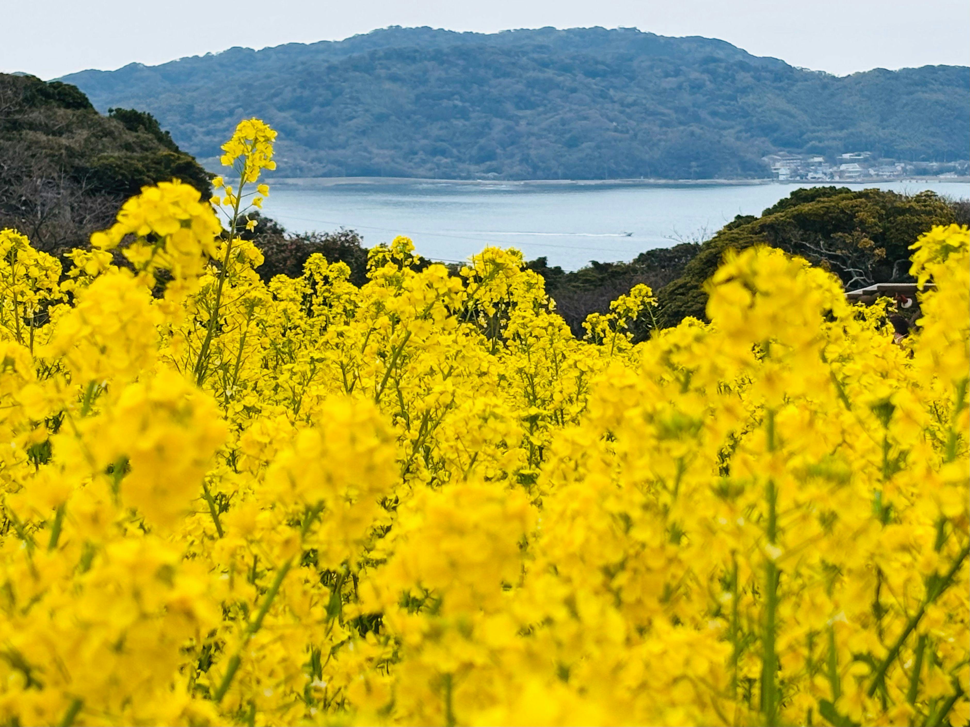Nokonoshima Island Park Villa Sakimori