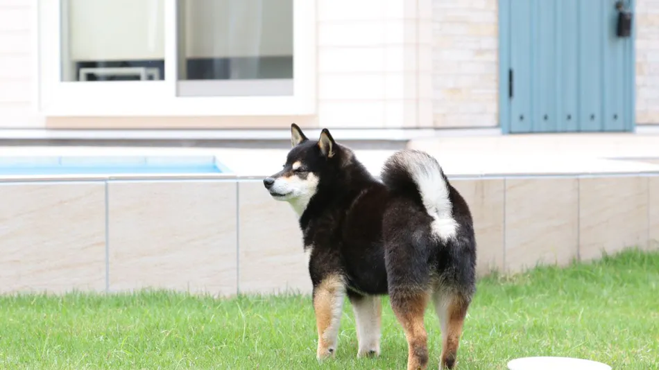 Dog Resort D&K
