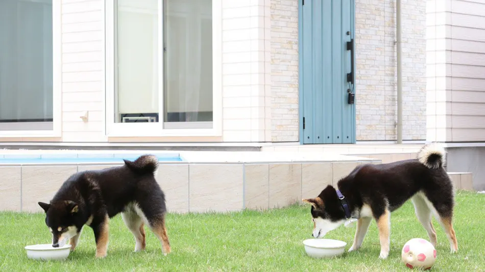 Dog Resort D&K