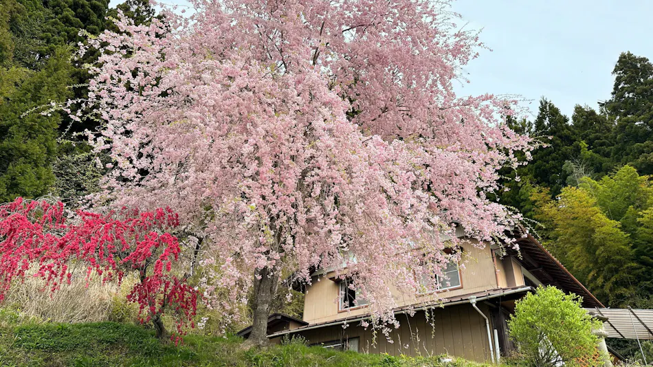 Terawaki Annex KAKOUBA