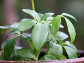 ＷＡＳＡＢＩ　ＶＩＬＬＡＧＥ