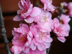 ＷＡＳＡＢＩ　ＶＩＬＬＡＧＥ